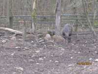 2014.03.15 - Possenlauf in Sondershausen-31